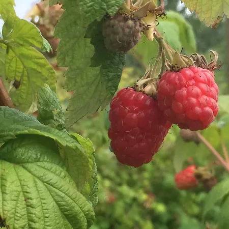 Bed & Breakfast Ool Inclusive Roermond