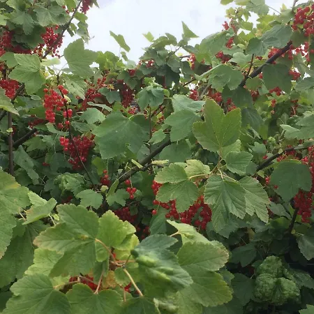 Ool Inclusive 4* Roermond