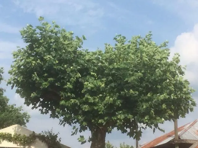 Ool Inclusive 4* رورموند