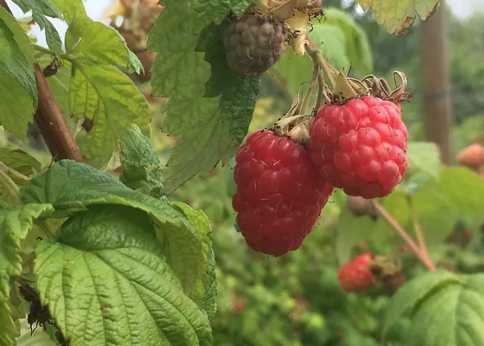 Bed & Breakfast Ool Inclusive Roermond