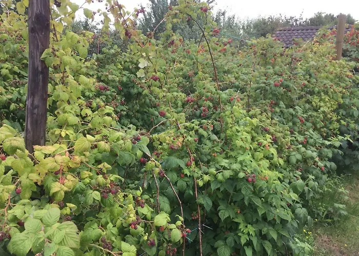 Ool Inclusive رورموند