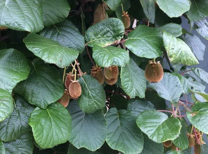 Frühstückspension Ool Inclusive Roermond