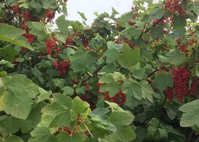 Ool Inclusive 4* رورموند