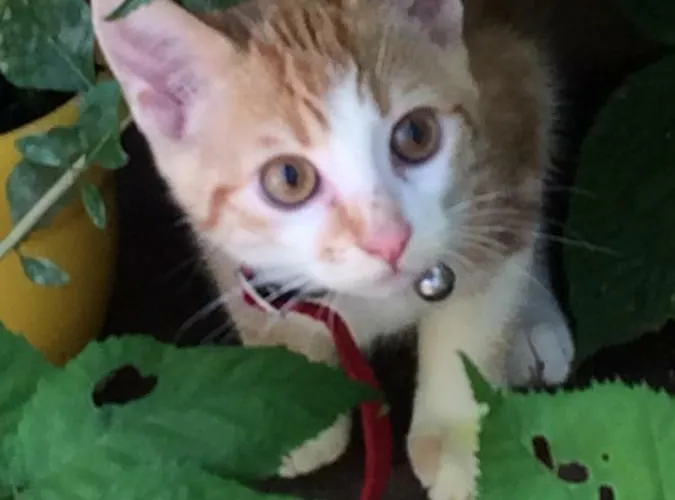 Ool Inclusive 4* رورموند