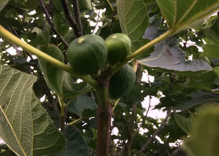 Ool Inclusive Roermond