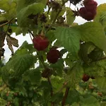 Ool Inclusive Отель типа 