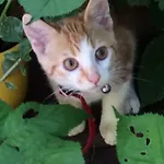 Ool Inclusive 4* Рурмонд