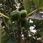 Ool Inclusive Рурмонд